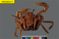 藏品(東方人面蟹)的圖片